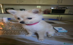Pomeranian dogs for sale:  Mini Pomerenian  - Image 3