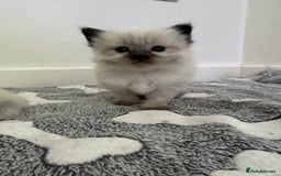Ragdoll cats for sale: Stunning Blue Lynx & Blue Point Ragdoll Kittens  - Image 3