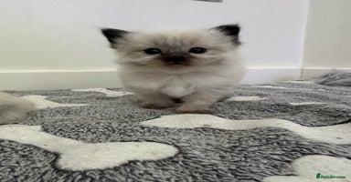 Ragdoll cats - Advert 5