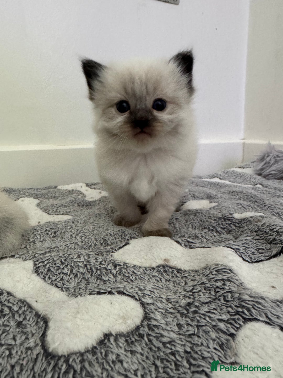 Ragdoll cats for sale: Stunning Blue Lynx & Blue Point Ragdoll Kittens  - Image 3