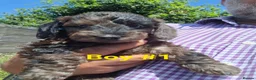 Miniature Dachshund dogs for sale: Gorgeous Mini-Wire Dachsund Doodle pups - Advert 9