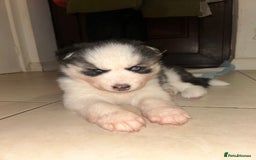 Siberian Husky dogs for sale: Siberian husky puppies  - Image 5