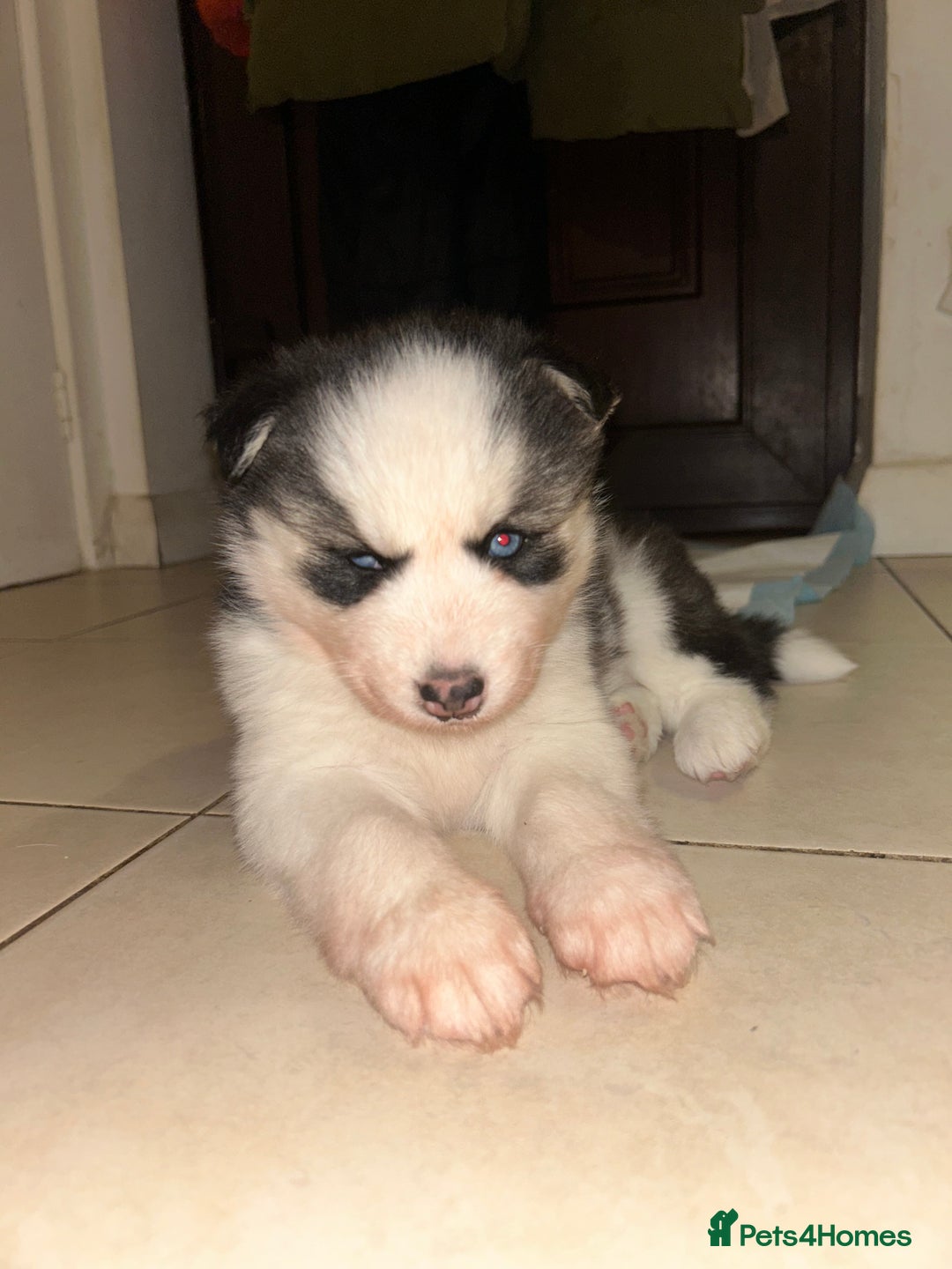 Siberian Husky dogs for sale: Siberian husky puppies  - Image 5
