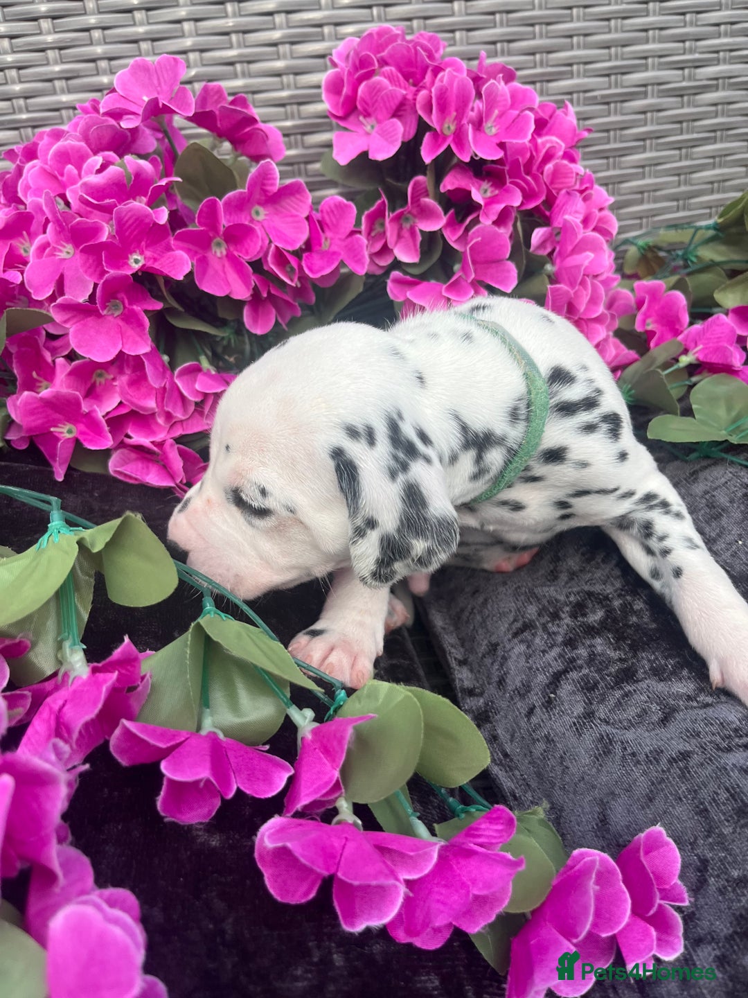 Dalmatian dogs for sale: Beautiful KC registered litter of dalmations  - Image 23