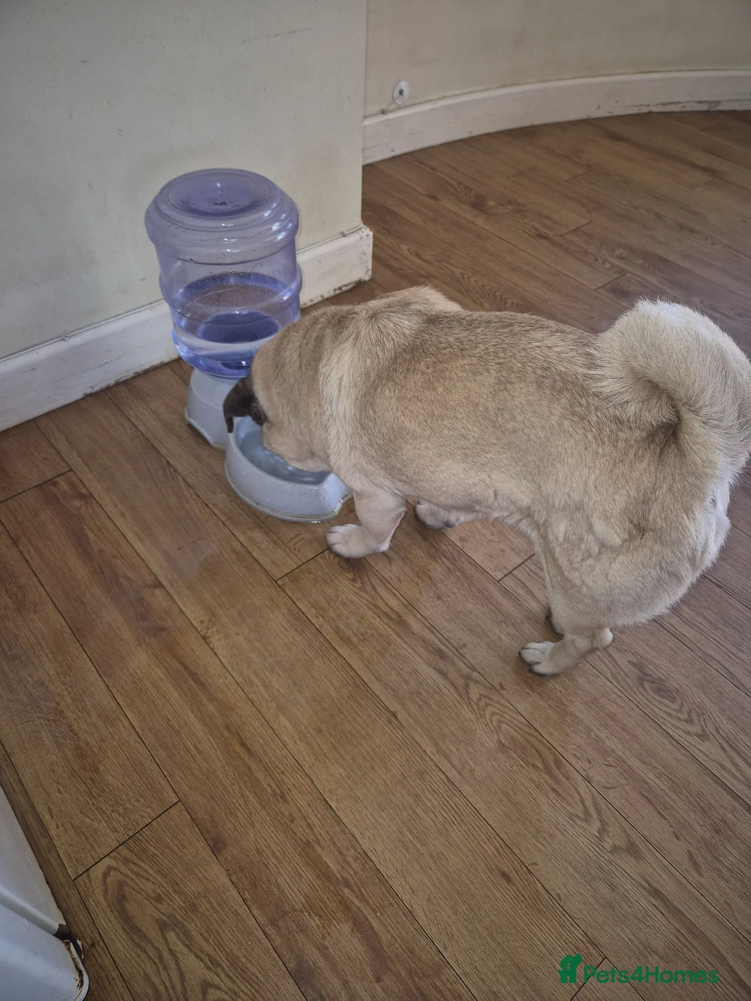 Pug dogs for sale: Male pug - Advert 3