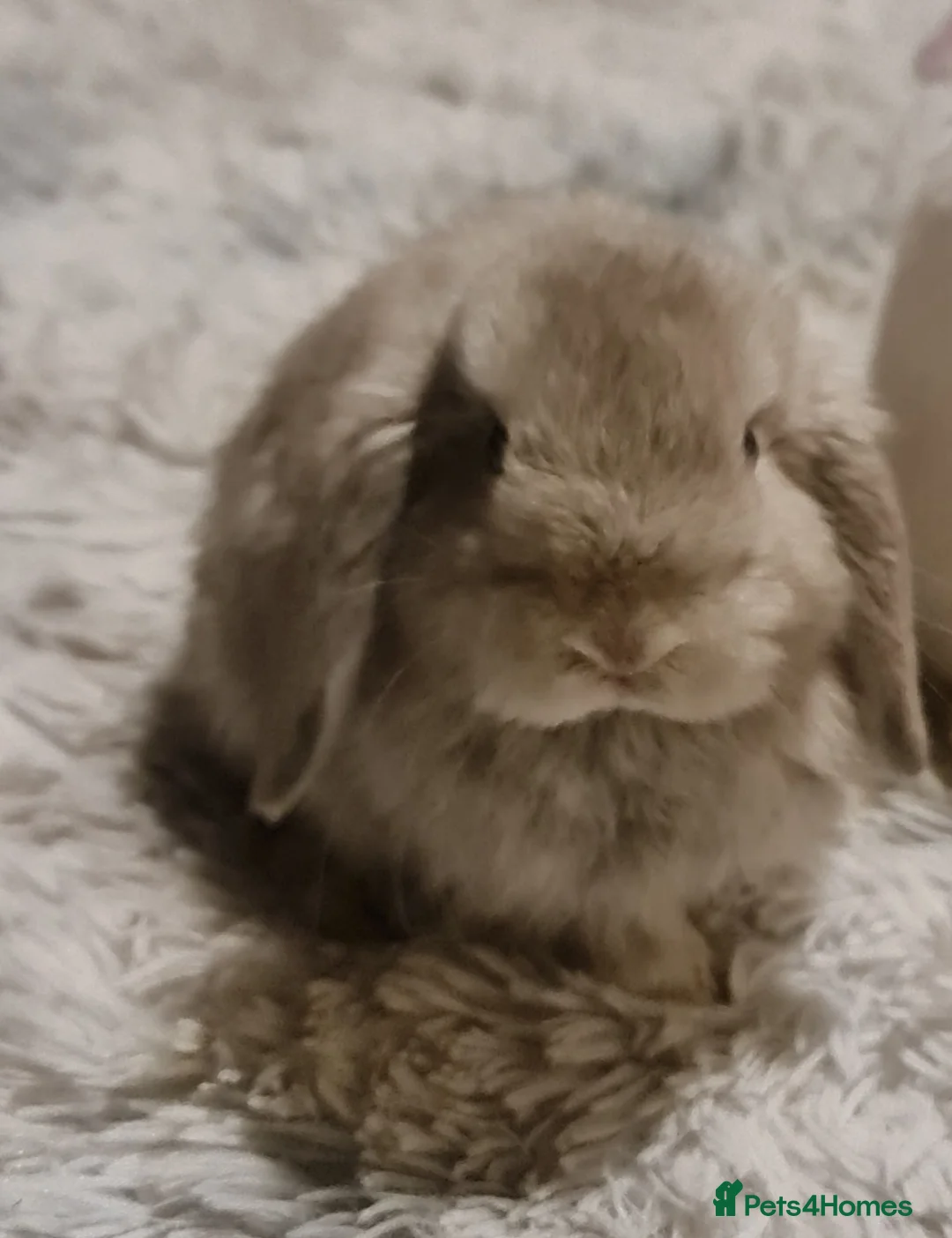 Mini Lop rabbits for sale: Pure bread mini lops  - Advert 2