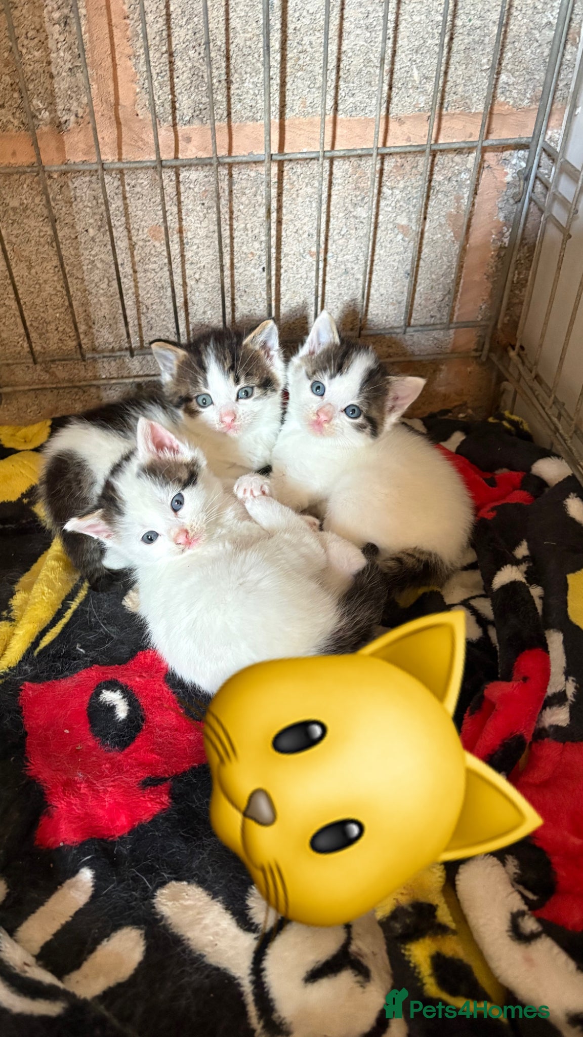 Ragdoll cats Rag doll kittens  - Advert 18