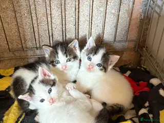 Ragdoll cats Rag doll kittens - Advert 18