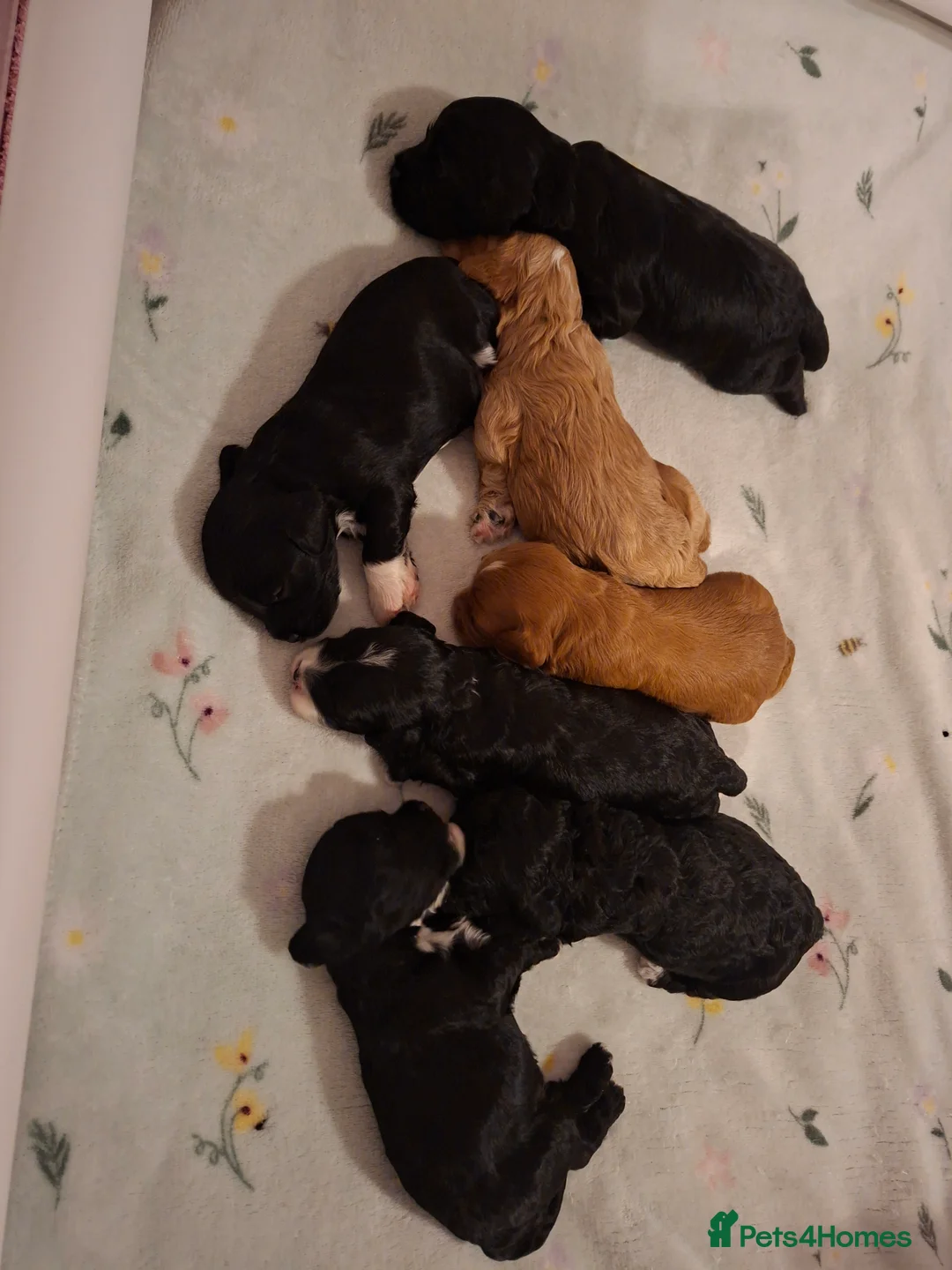 Cockapoo dogs for sale: Beautiful cockapoo puppies  - Advert 8