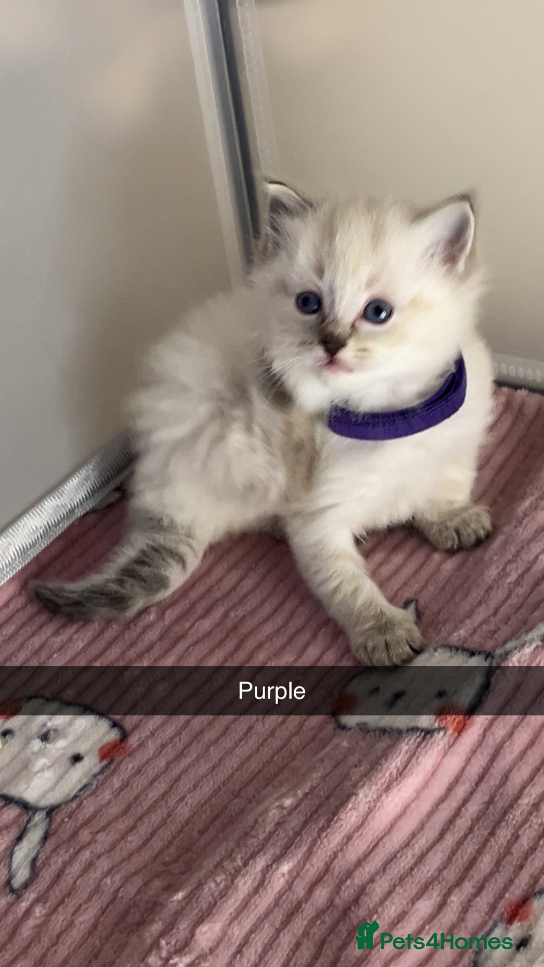 Ragdoll cats for sale: Beautiful pure ragdoll kittens  - Advert 15