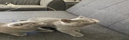 Scottish Fold cats for sale: Last Scottish fold x BSH female kittens available  - Advert 7