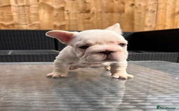 French Bulldog dogs for sale: French bulldog puppies  - Image 2