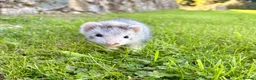 Ferret rodents for sale: Ferrets  - Advert 3