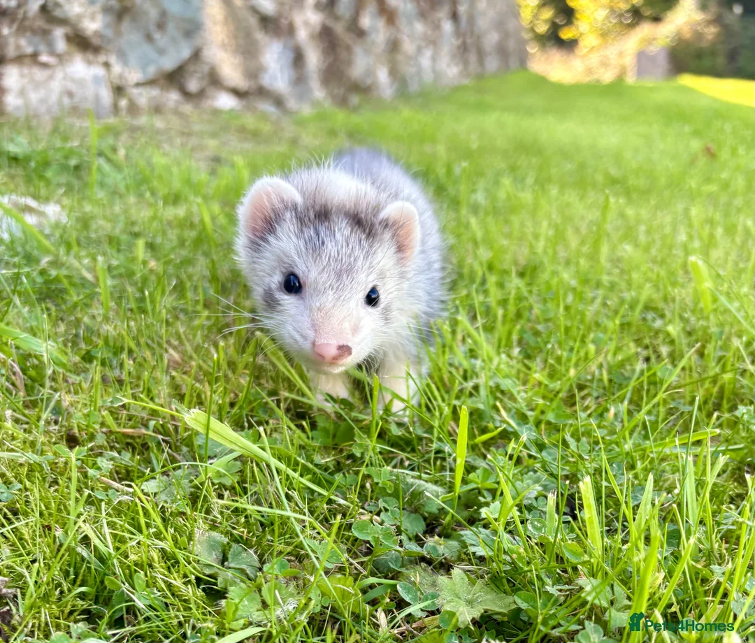 Ferret rodents for sale: Ferrets  - Advert 3