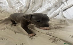 Italian Greyhound dogs for sale: 1 boy left  - Image 14
