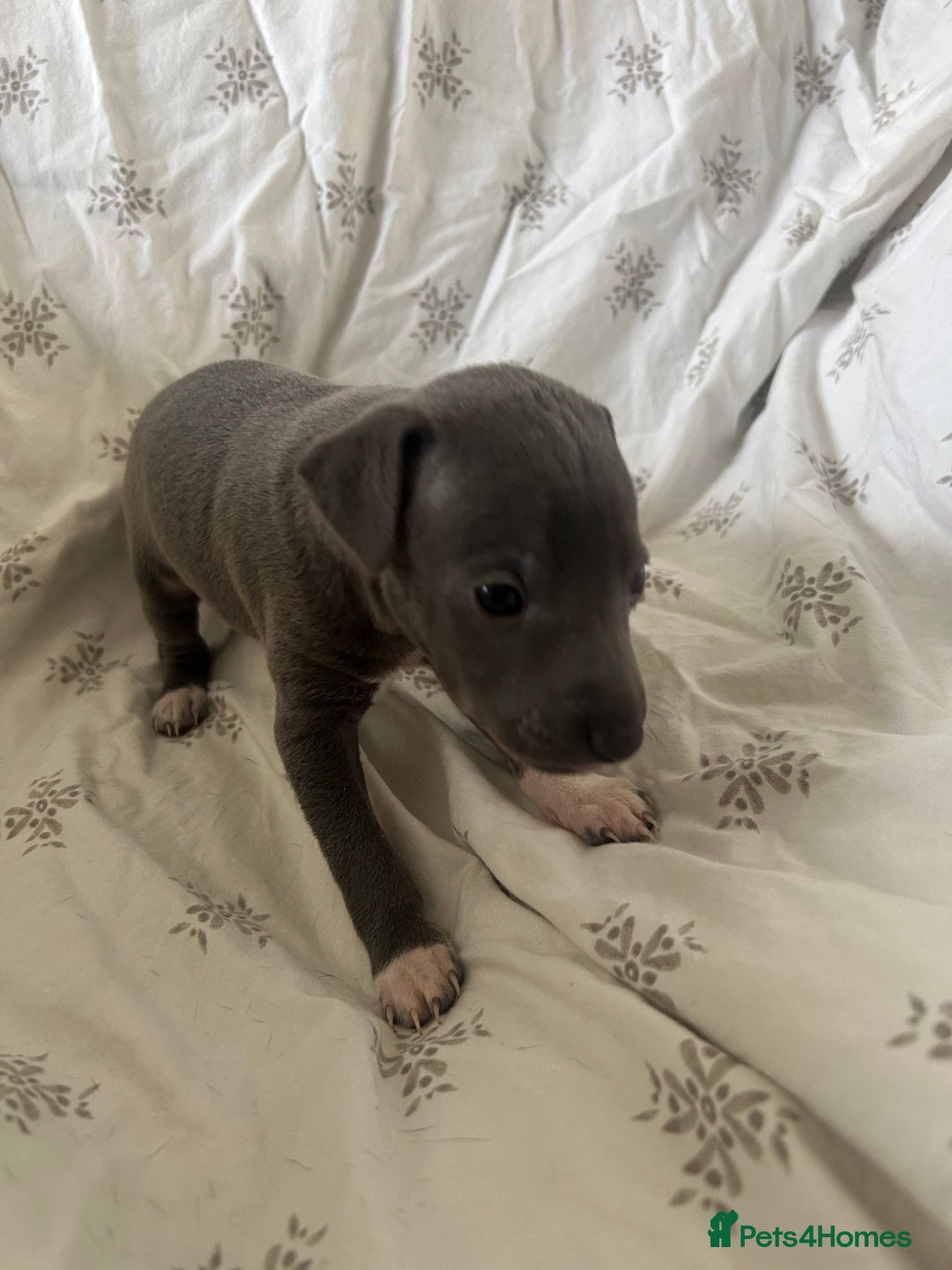 Italian Greyhound dogs for sale: 1 boy left  - Image 14