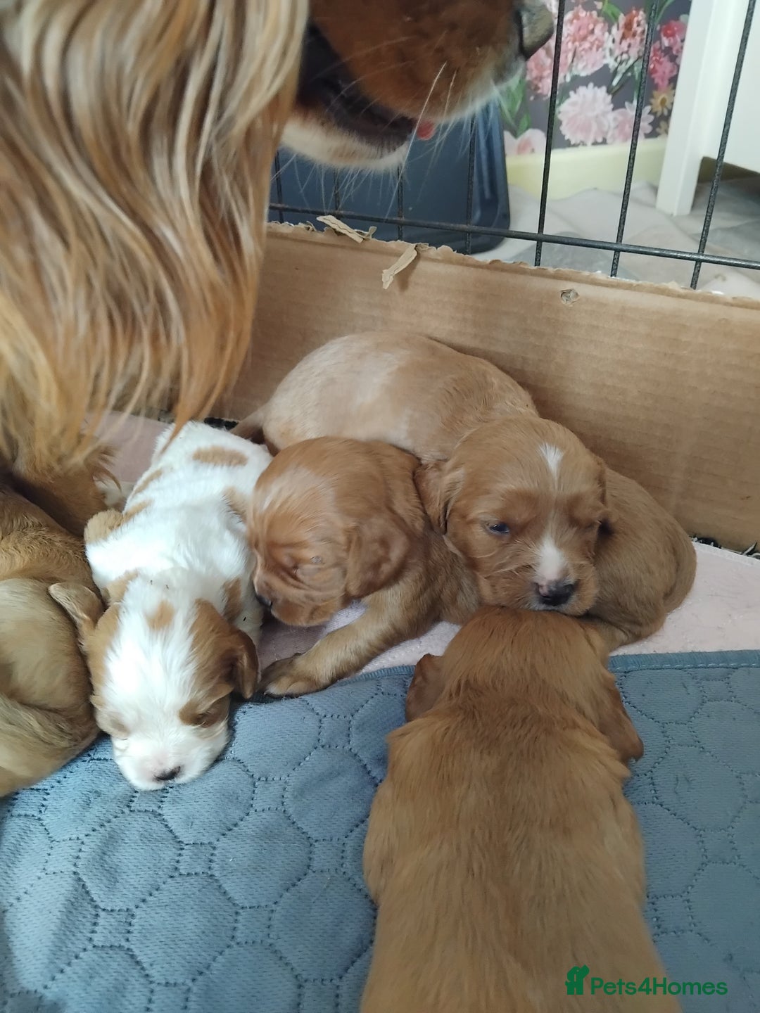 Cockalier dogs for sale: Cockerliers  f1 health tested parents - Image 3
