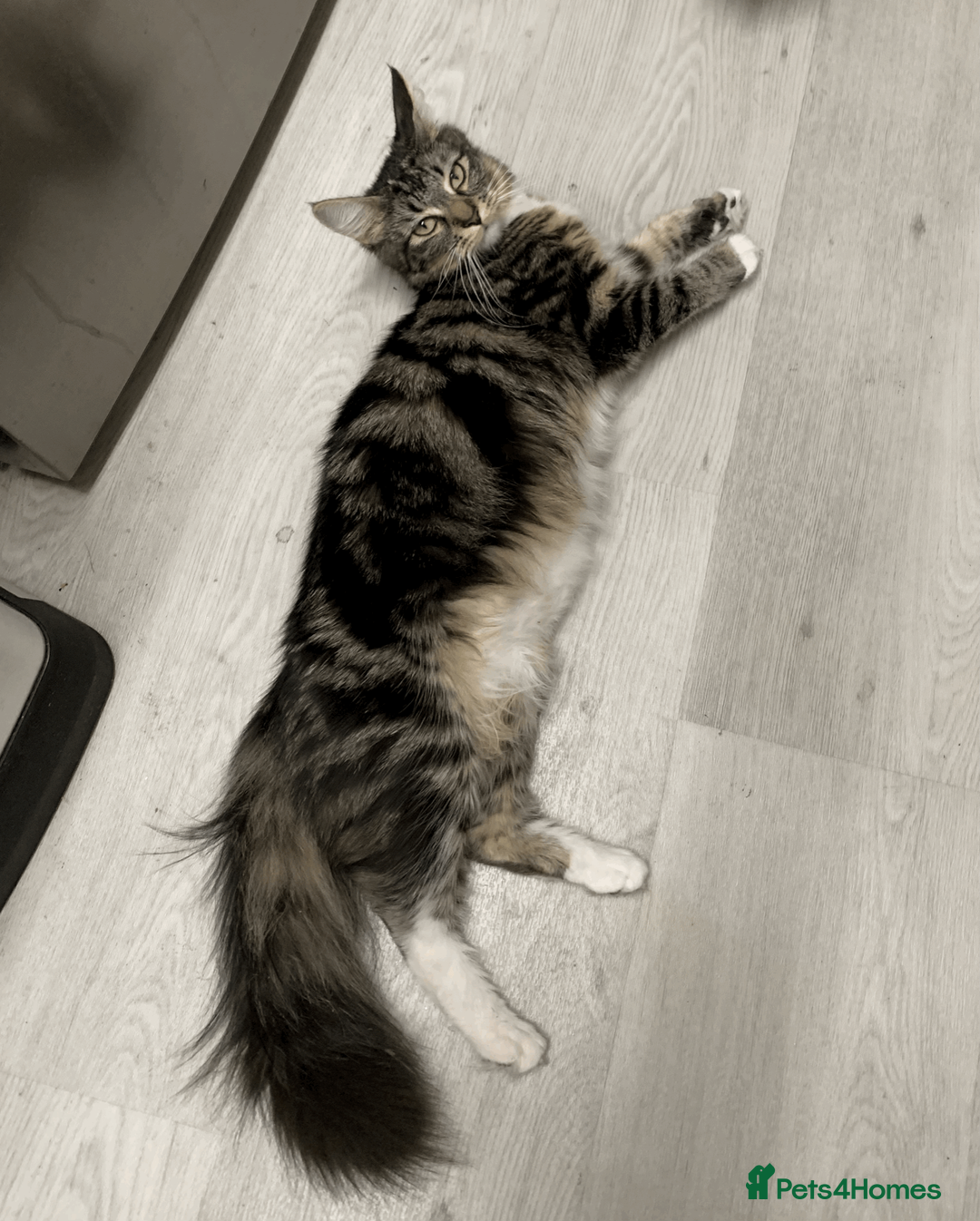 Maine Coon cats for sale: Maine Coon Absolutely Beautiful Kittens For Sale  in London - Advert 33