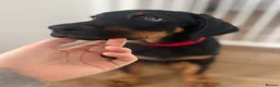 Mixed Breed dogs for sale: Doberman puppy 1 boy left ready now  - Advert 3