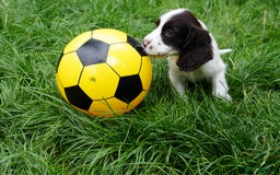 Cocker Spaniel dogs for sale: READY TO GO 4 KC working cocker spaniel puppies - Image 2