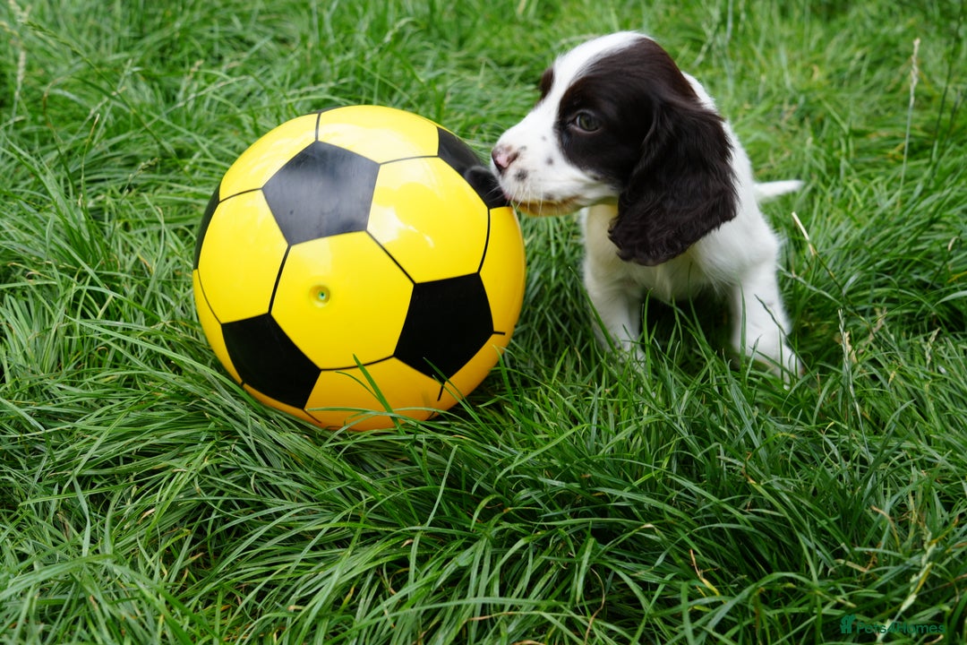 Cocker Spaniel dogs for sale: READY TO GO 4 KC working cocker spaniel puppies - Image 2