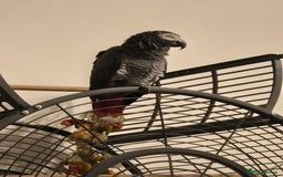 Parrots birds for sale: African grey parrot  - Image 1