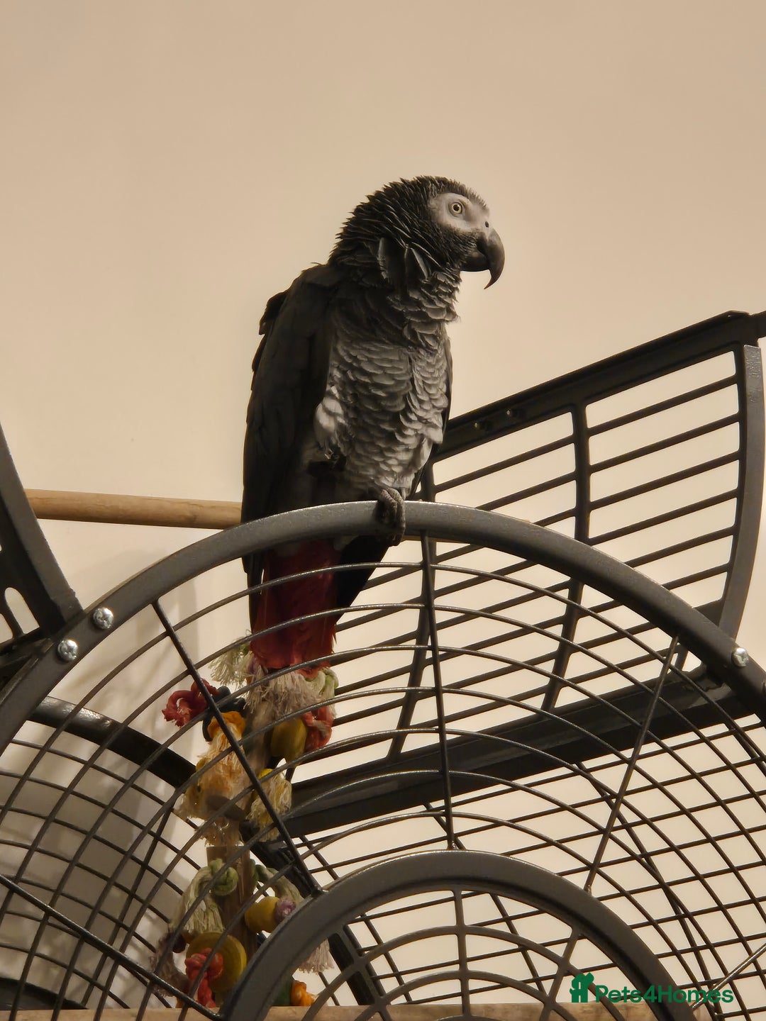 Parrots birds for sale: African grey parrot  - Image 1