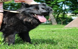 German Shepherd dogs for adoption: 💙AXEL💙-A True Gentleman Looking for Home  - Image 8