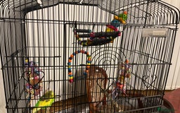 Budgerigars birds for sale: 🐦 Tame English Budgie + Full Setup (3yr Old Male) - Image 11