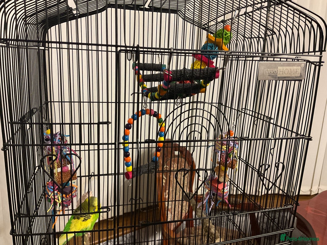 Budgerigars birds for sale: 🐦 Tame English Budgie + Full Setup (3yr Old Male) - Image 11