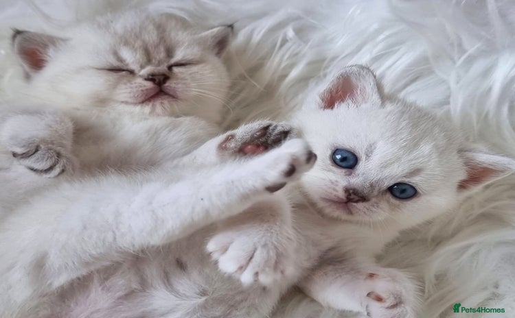 British Shorthair cats - Advert 2