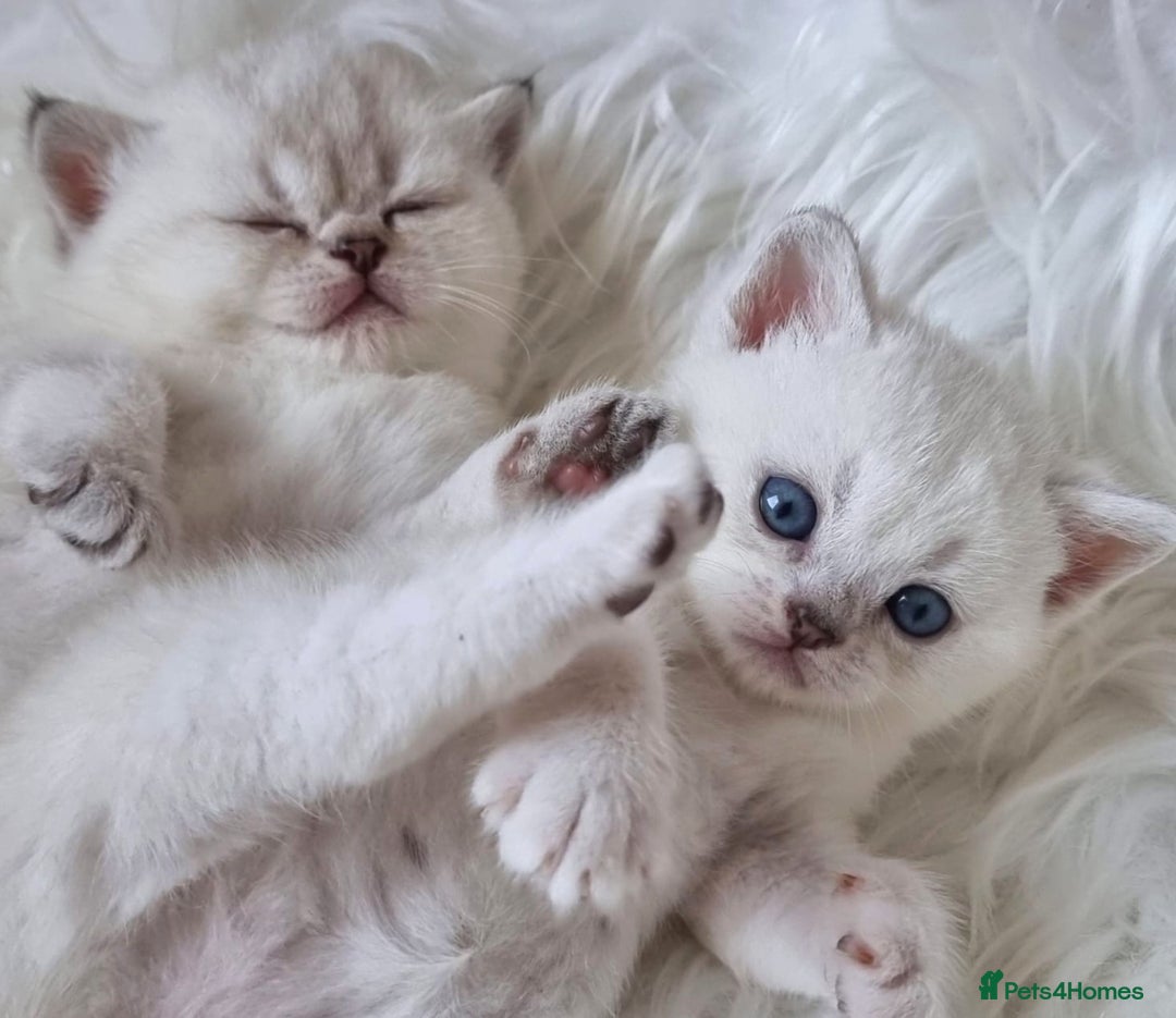 British Shorthair cats for sale: 💕LAST GIRL💕GOLDEN POINT BRITISH SHORTHAIR  - Advert 11