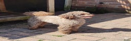 Toy Poodle dogs for stud: Stunning Chocolate Toy Poodle  in Stafford - Advert 11