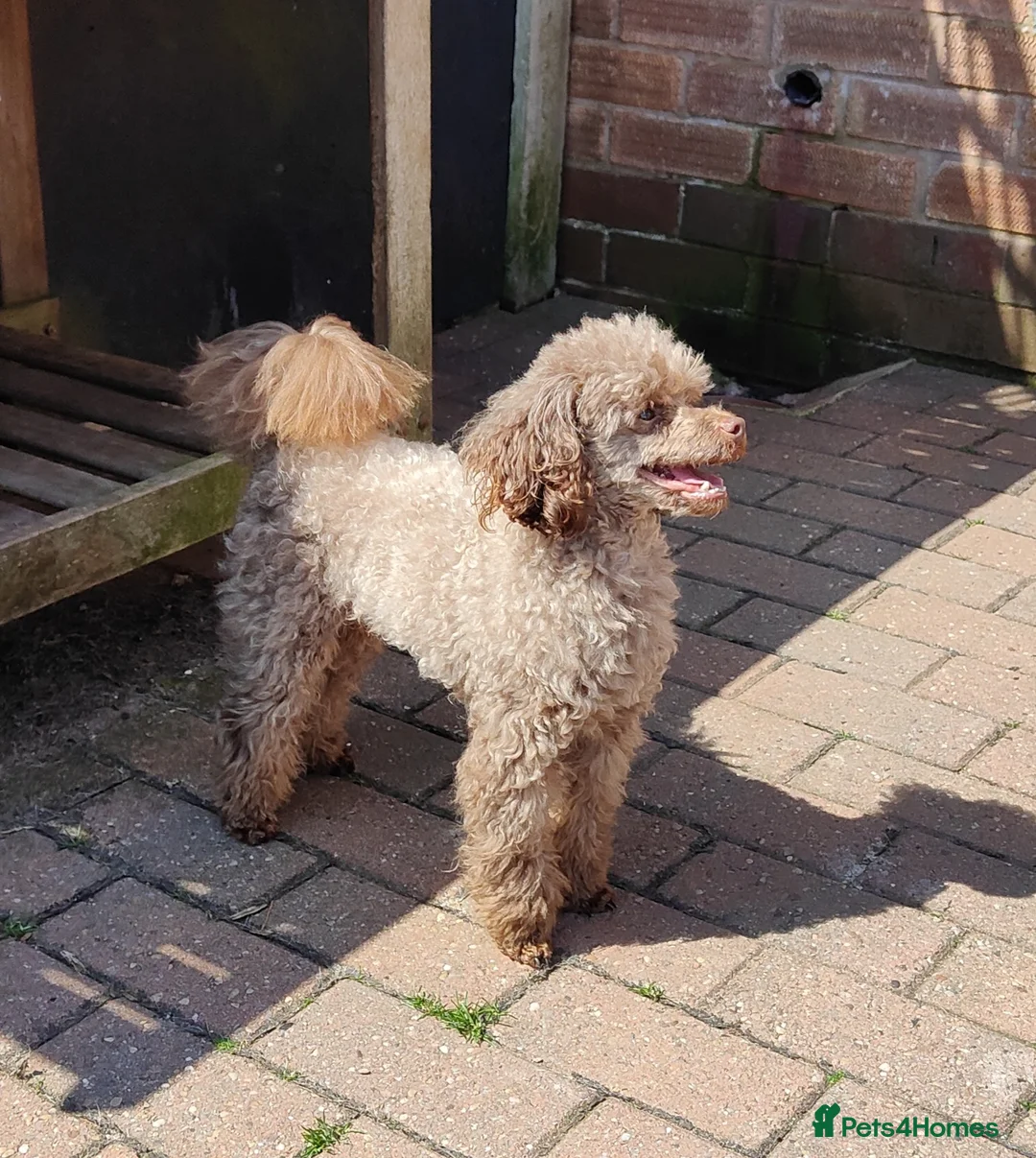 Toy Poodle dogs for stud: Stunning Chocolate Toy Poodle  in Stafford - Advert 12
