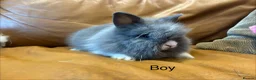 Lionhead rabbits for sale: mini double maned lionheads and mini lops  - Advert 7