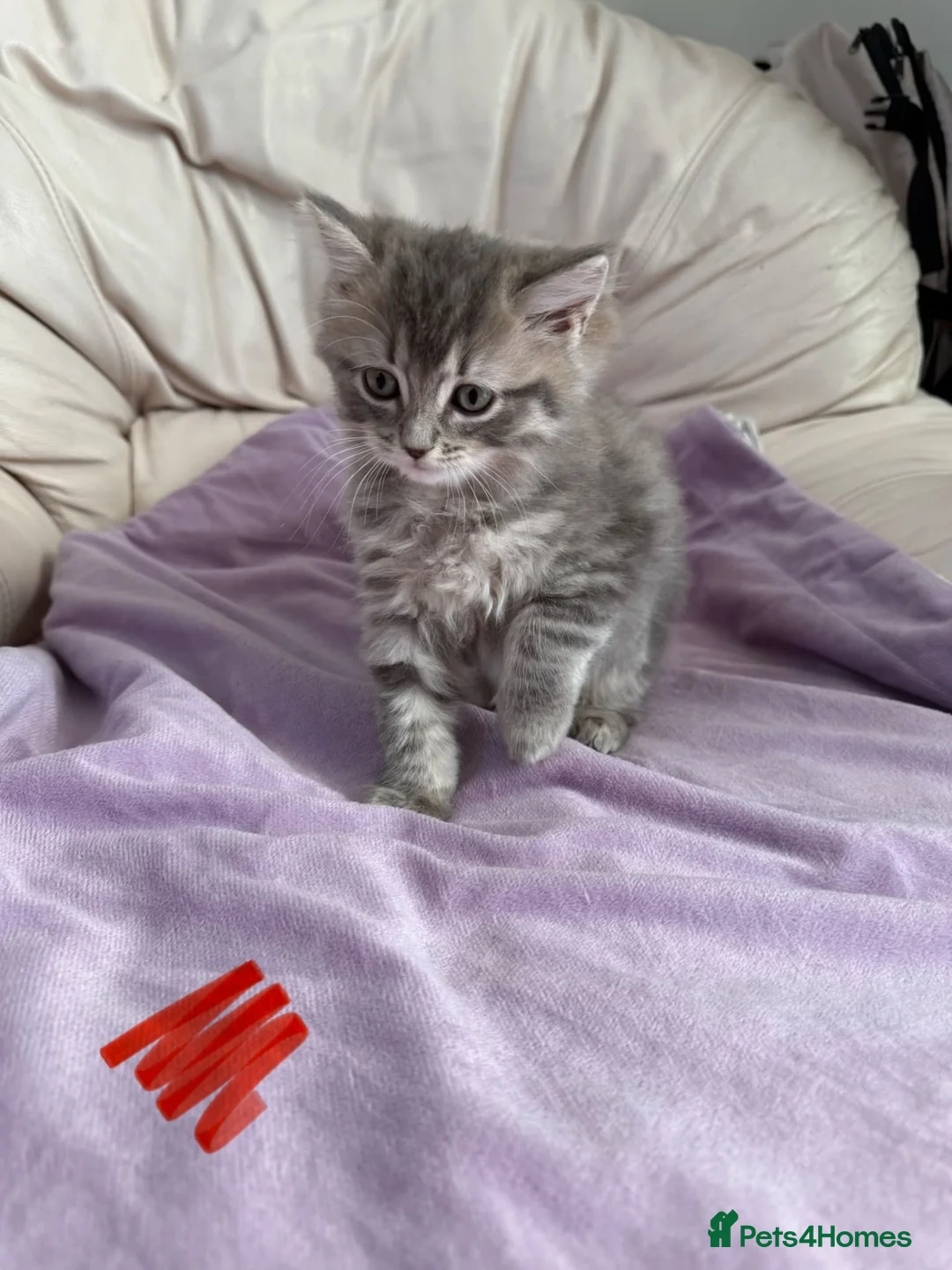 Ragdoll cats for sale: Stunning litter of ragdoll cross British shorthair - Advert 16