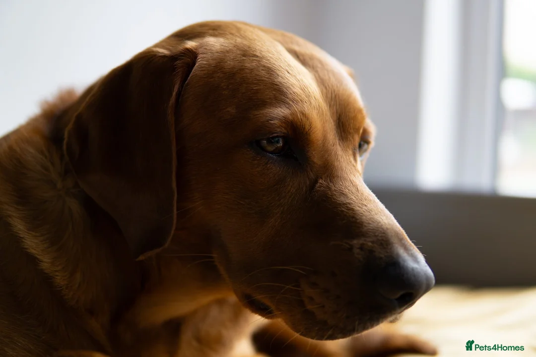 Goldador dogs for sale: Goldador Puppies – Show & Working Lines in Perth - Advert 17