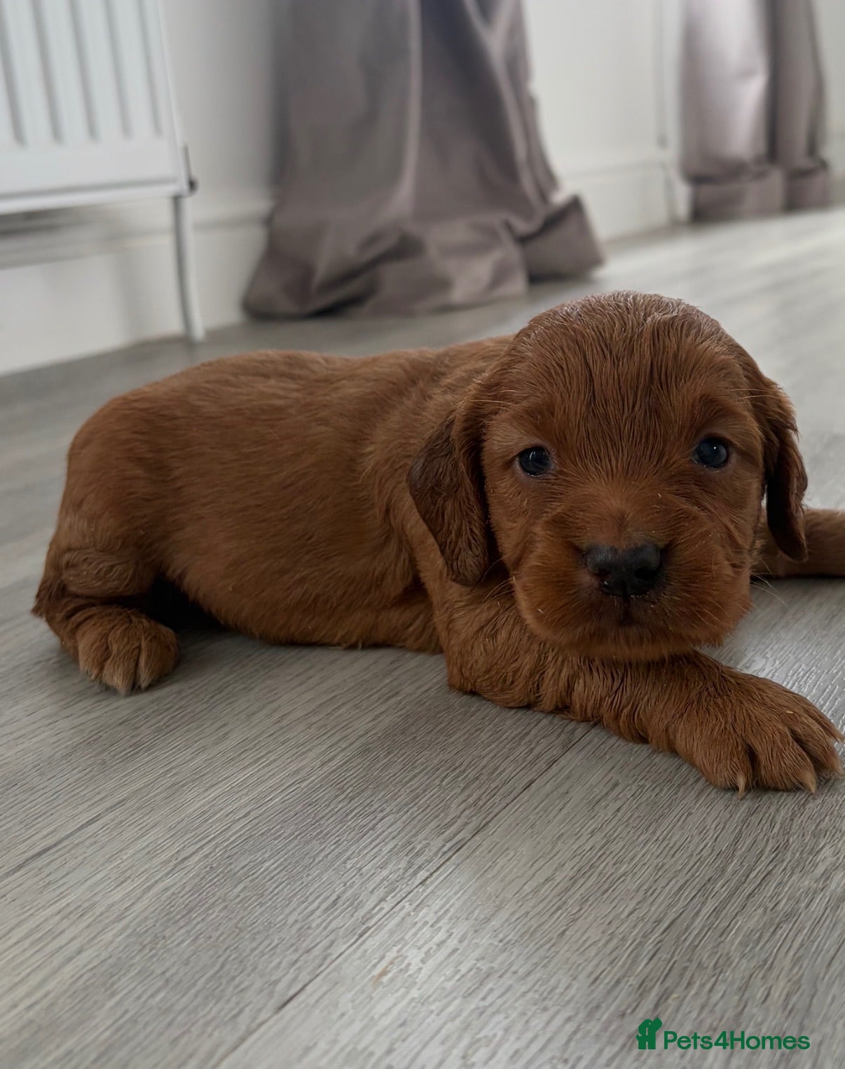 Cocker Spaniel dogs 4 beautiful cocker spaniel puppies for sale❤️🏡🤩 - Advert 1