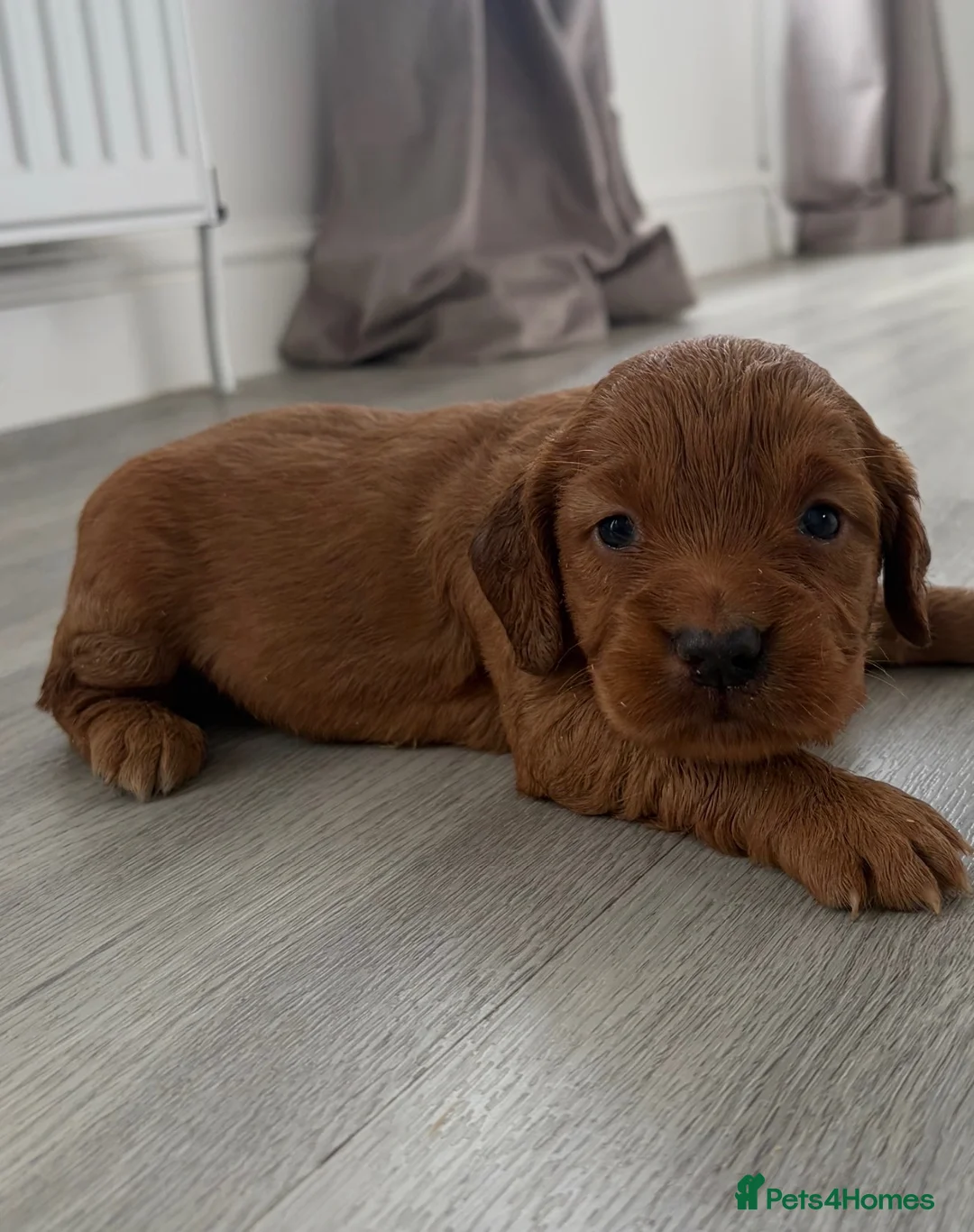 Cocker Spaniel dogs for sale: 4 beautiful cocker spaniel puppies for sale❤️🏡🤩 - Advert 1