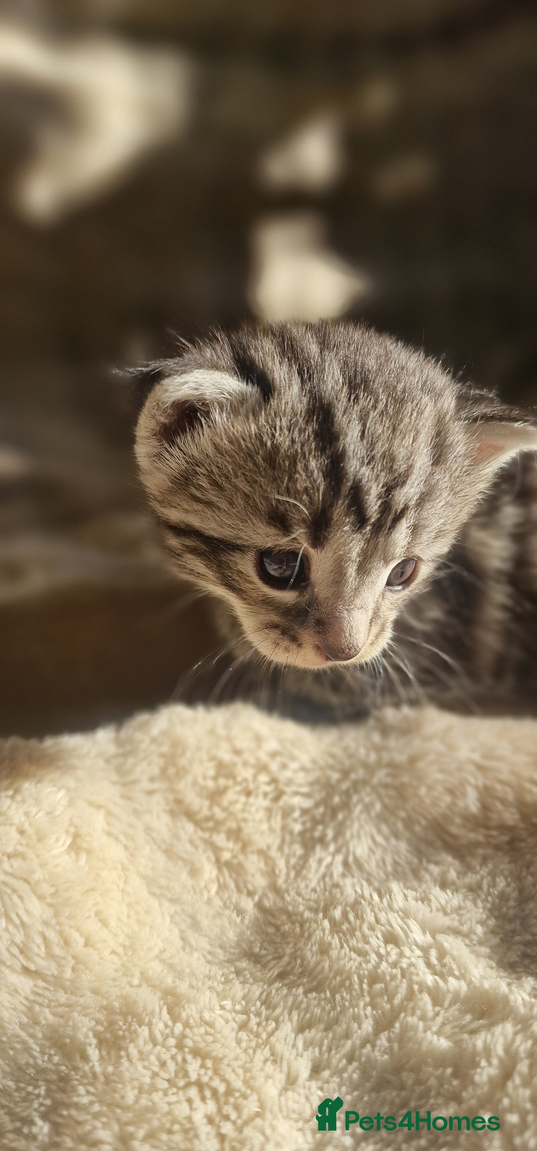 Maine Coon cats for sale: Maine Coon Kittens  - Advert 6