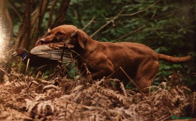Labrador Retriever dogs - Advert 16