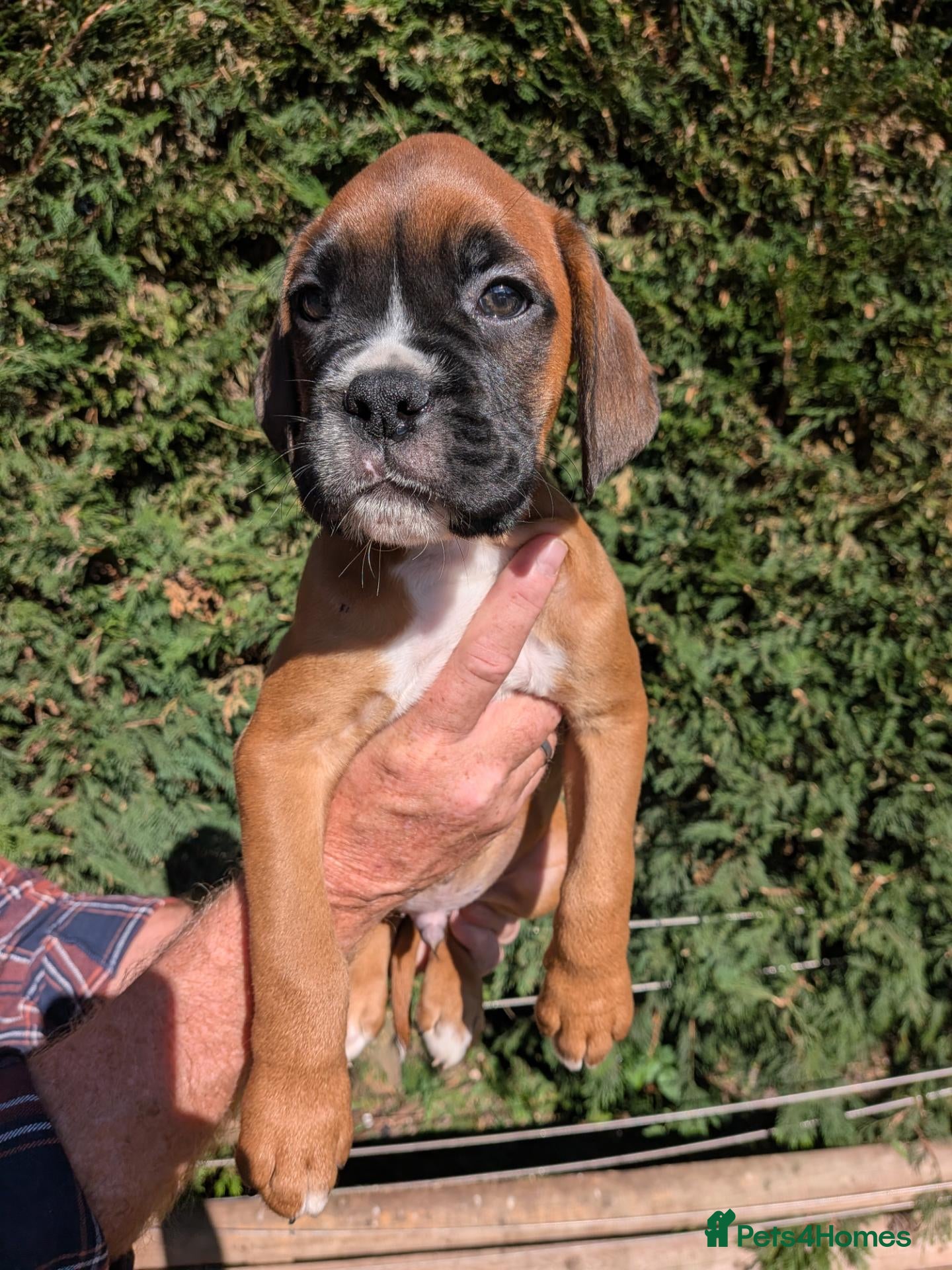 Boxer dogs Flashy litter of KC registered boxer puppies  - Advert 2