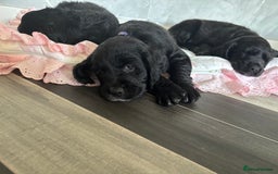 Cockerdor dogs for sale: 3 beautiful cockerador baby’s  - Image 1
