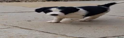 Mixed Breed dogs for sale: Lovely Sprollie Puppies  - Advert 3