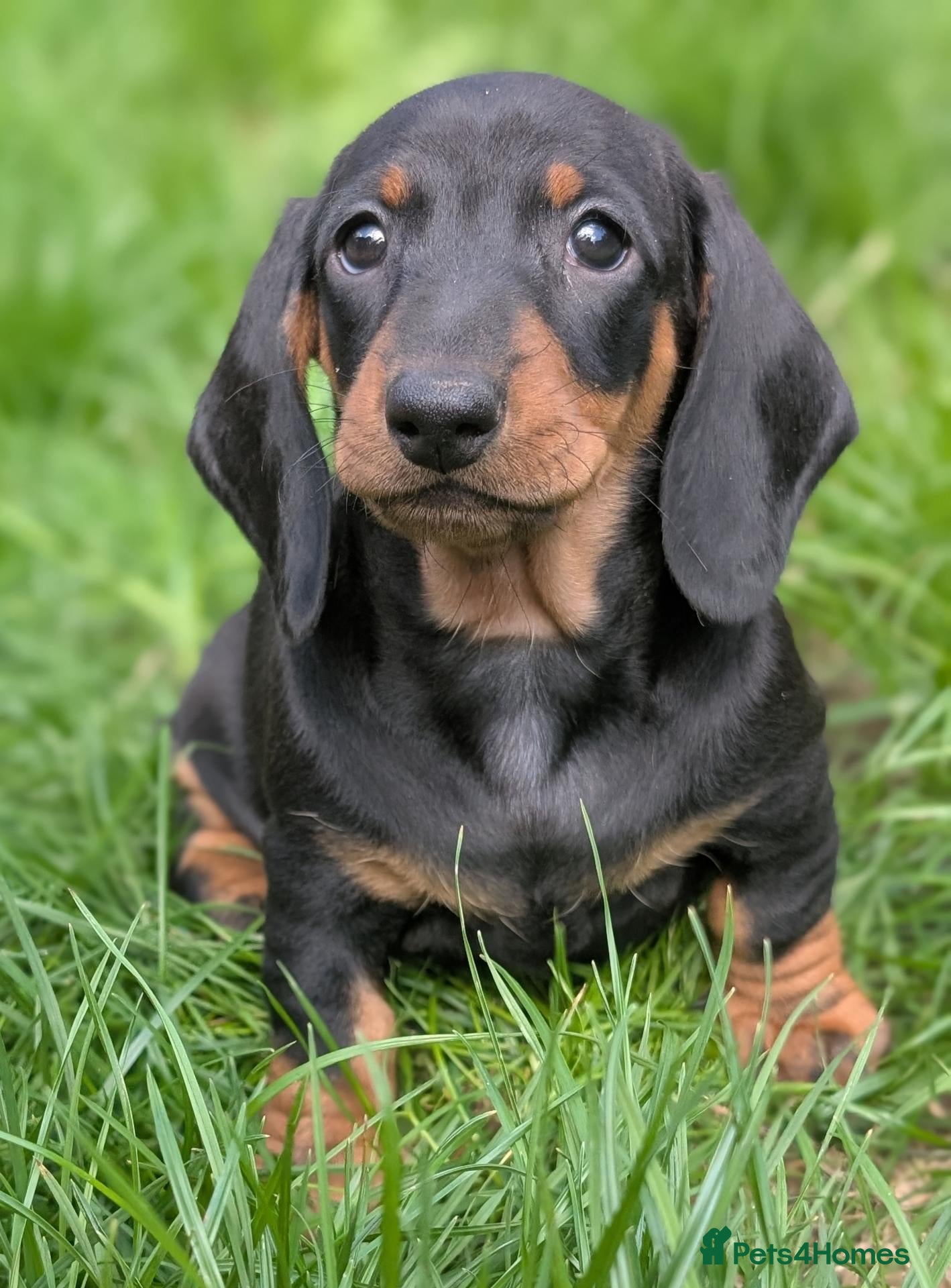 Dachshund dogs Champion Bloodline Standard Dachshund  - Advert 2