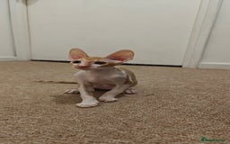 Cornish Rex cats for sale: Cornish Rex kittens available to reserve. - Image 13