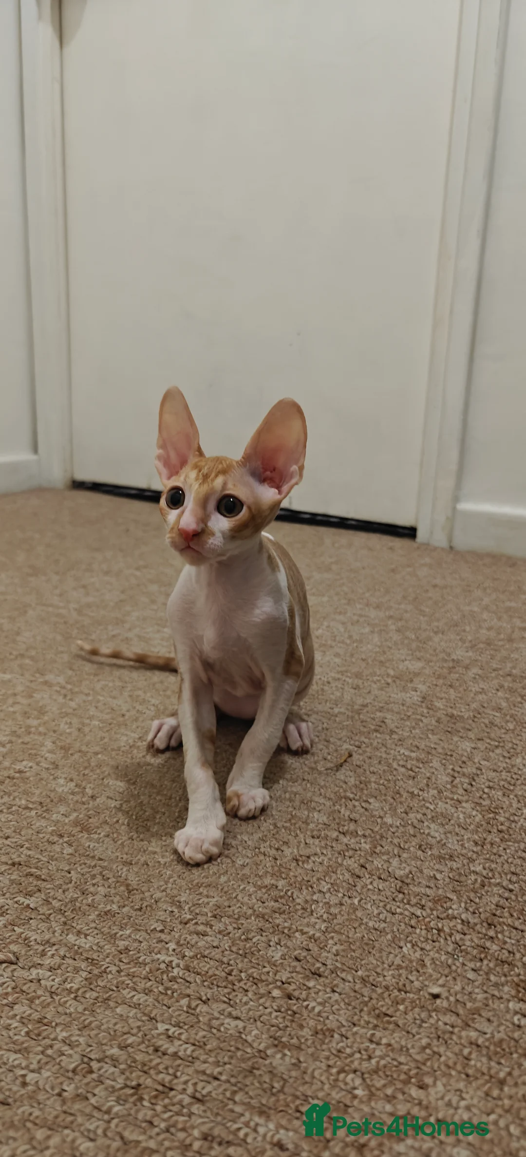 Cornish Rex cats for sale: Cornish Rex Kitten Ready for his new  home! - Advert 7