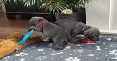 Staffordshire Bull Terrier dogs - Advert 9