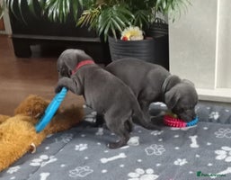 Staffordshire Bull Terrier dogs - Advert 11