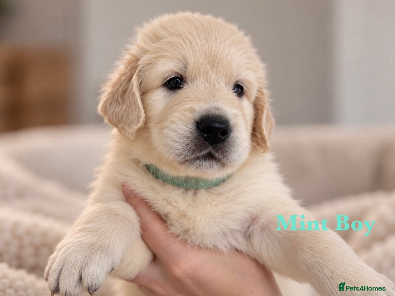 Golden Retriever dogs for sale: Champion line puppies 🏆 - Advert 2